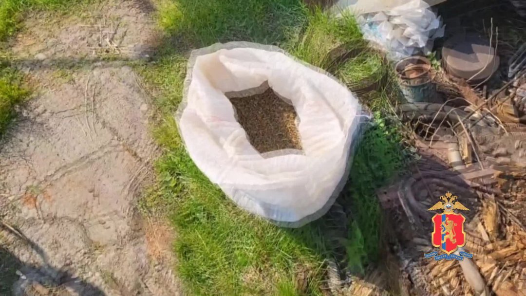 Полицейские изъяли у жителя Курагинского района почти 8 кг конопли